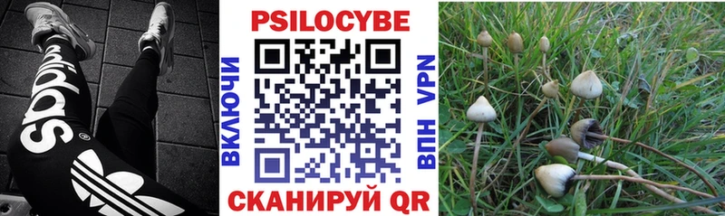 Псилоцибиновые грибы Psilocybe  Азов 